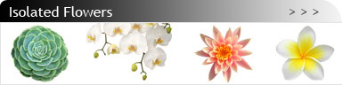 banner_flower_is